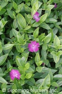 Vinca minor 'Rubra'                        